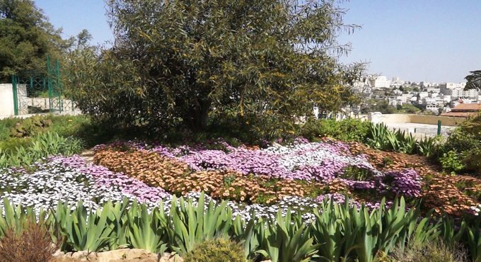 В саду Русской миссии в Хевроне можно будет увидеть библейские растения