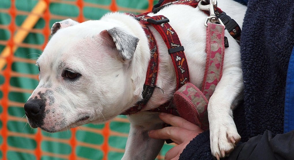 Первую собаку-проводника для слепоглухих подготовили в России