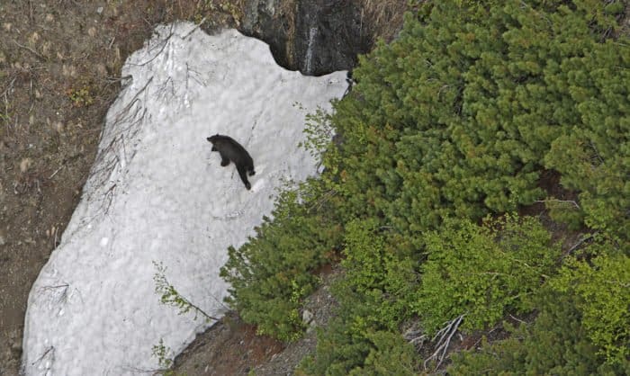 Бурый медведь на снежнике. Фото Сергея Фомина