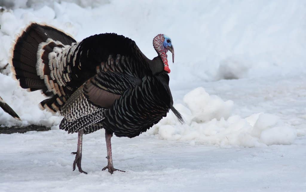 Black turkey. Индюшка. Индюшка белая.