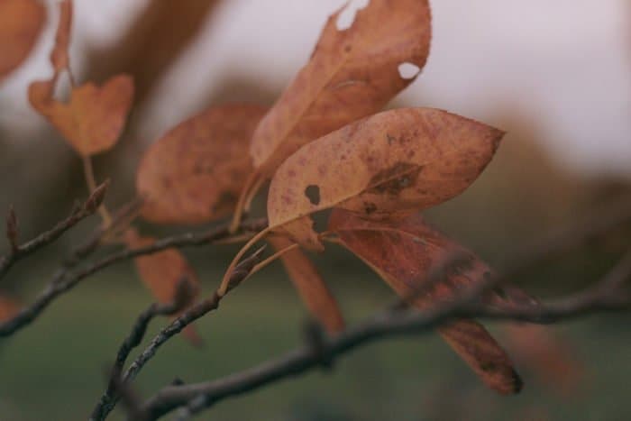 Лебединая песня преподобного Сергия