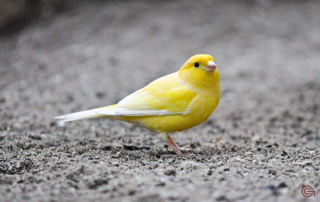 Грустная канарейка. Канарейка. Желтая птица. Бело желтая птица. Птица с желтой головкой.