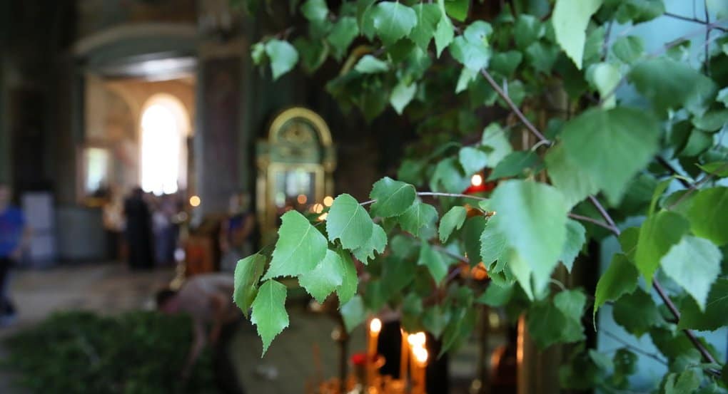 На Троицу москвичам раздадут более 5 тысяч освященных ветвей березы