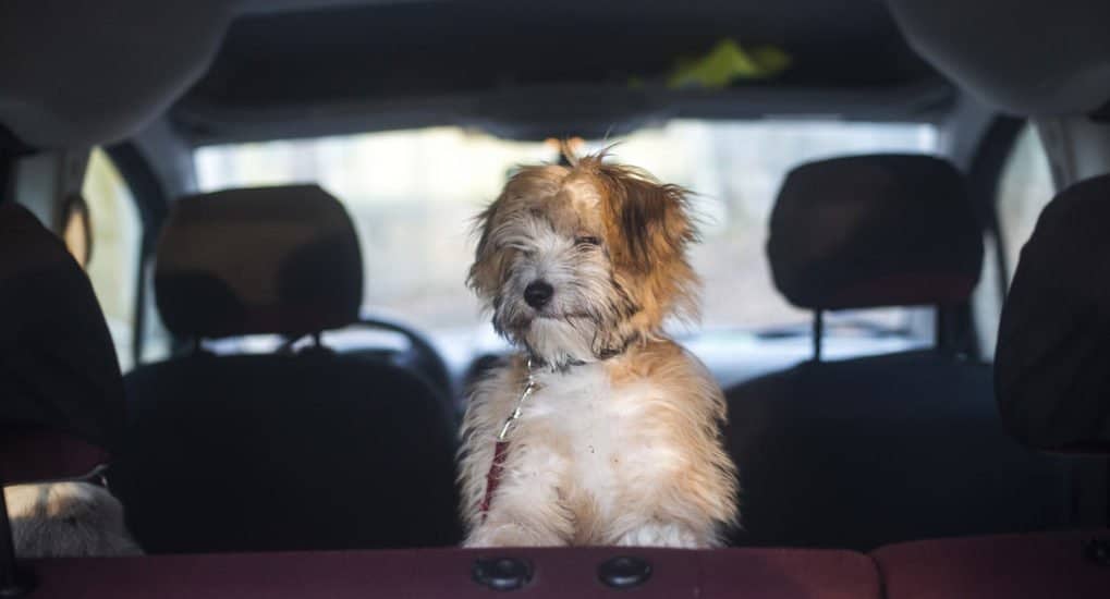 Грех ли перевозить собак в освященной машине?