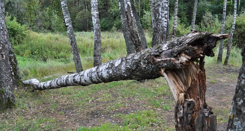 Патриарх Кирилл назвал национальной катастрофой ситуацию с лесами в России