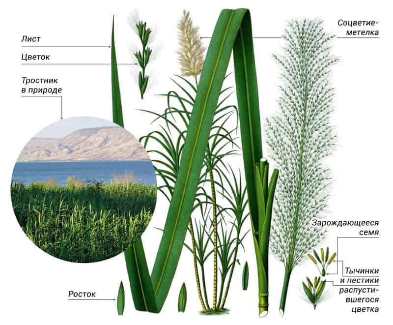 Строение камыша схема