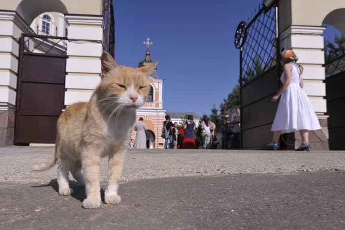 Коты в церкви: в Подмосковье отслужили необычный молебен