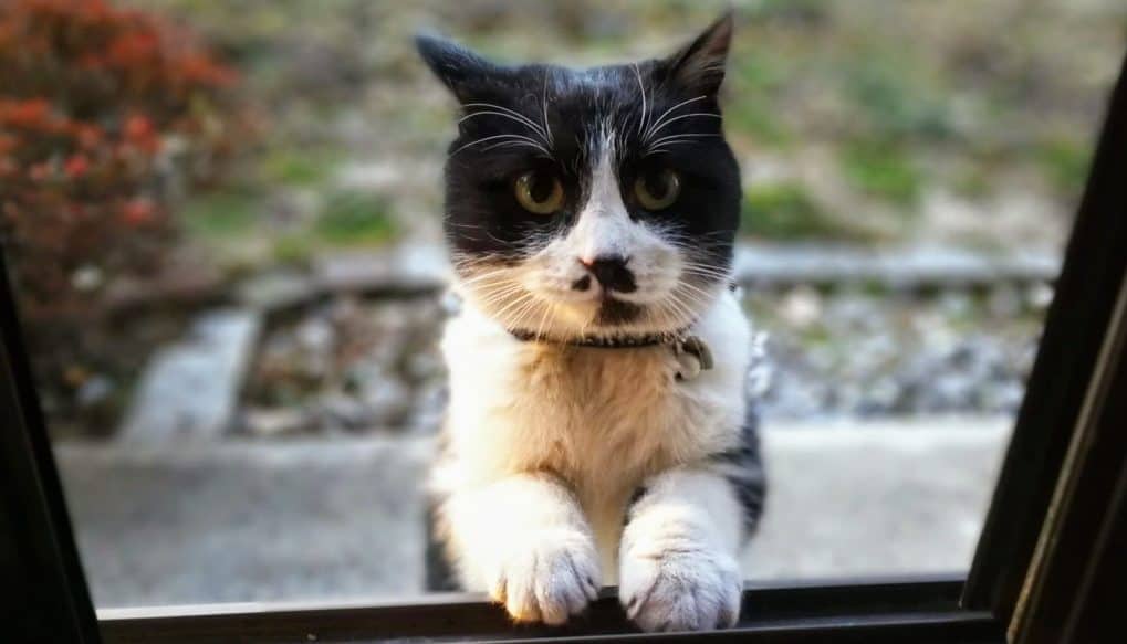 Как кот заставил своего хозяина бросить пить — реальная история от Юрия Куклачева