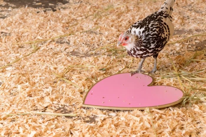 «Пост — не про курицу, а про любовь». Чем опасен этот лозунг?