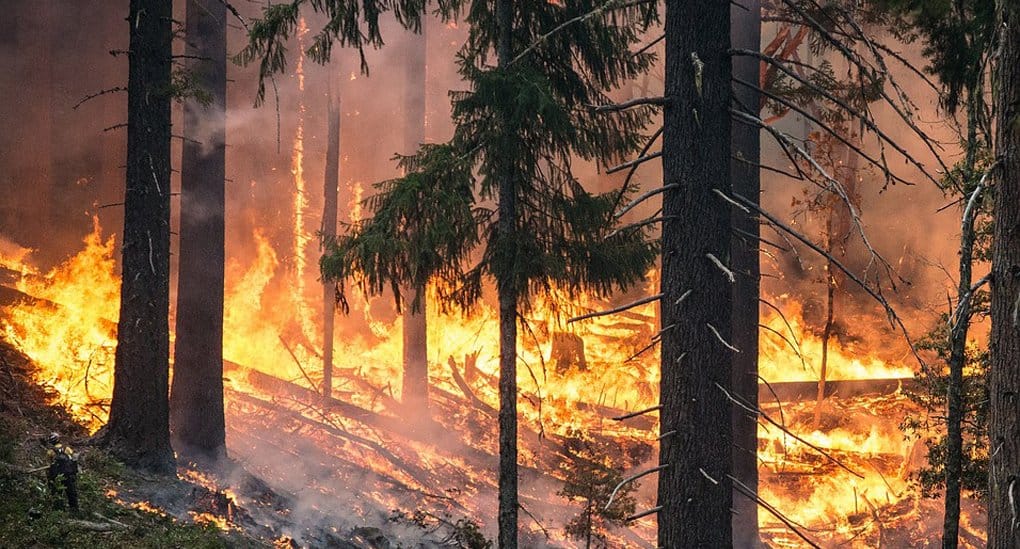 Режим ЧС из-за лесных пожаров введен в пяти регионах России