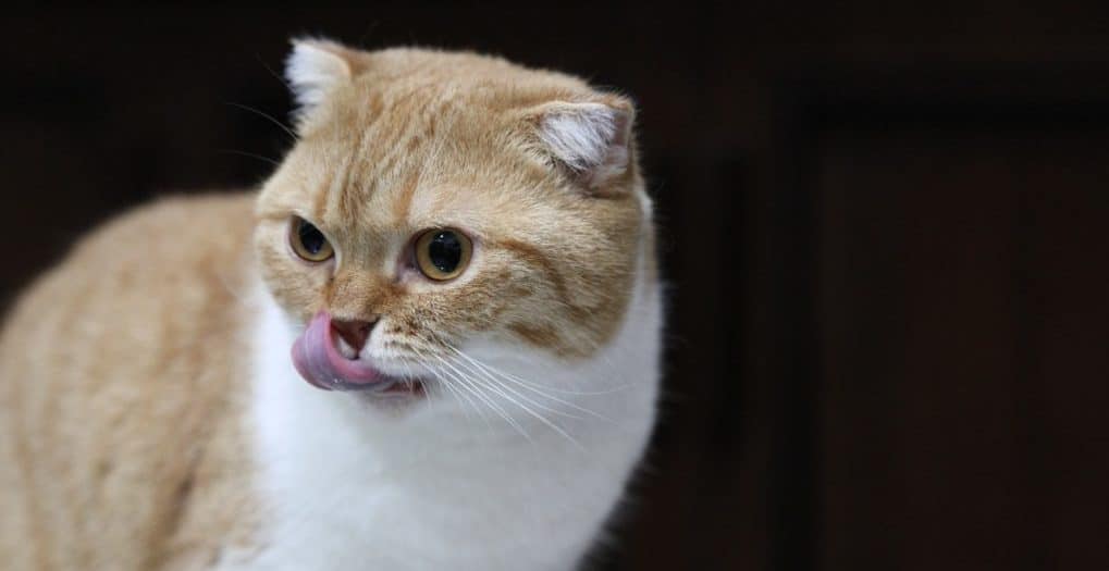 Грешно ли кормить кошку и собаку хлебом?