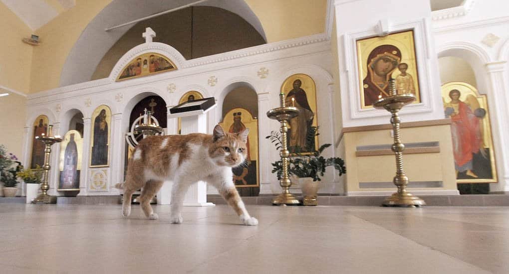 Как кота в алтаре ловили, – рассказ священника