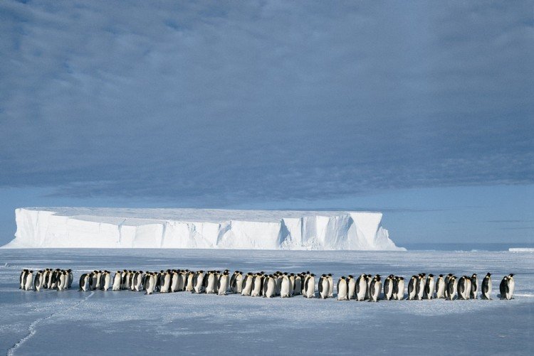 Человек-пингвин, покоритель полюса ветров и бесстрашная медсестра: 3 истории необычных полярников