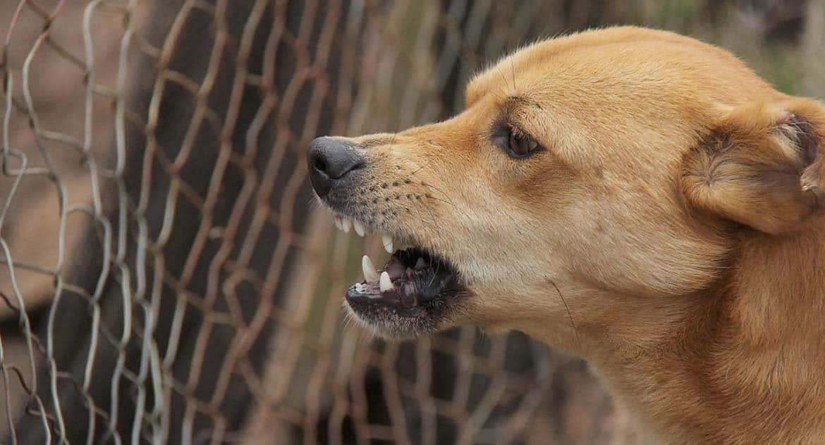 Надо ли убивать бешеных собак? - Православный журнал «Фома»