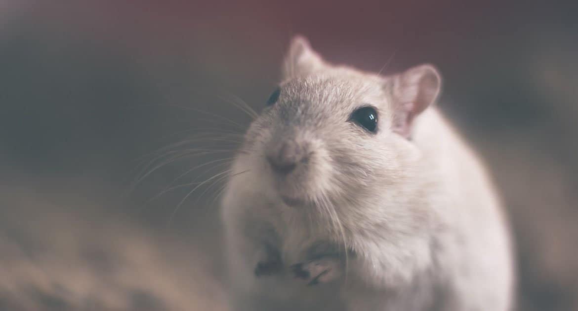 Можно ли не убивать мышей, чтобы от них избавиться?