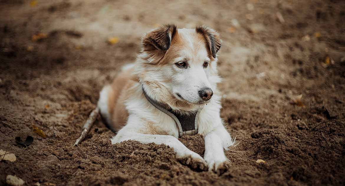 Как пережить смерть собаки - Православный журнал «Фома»