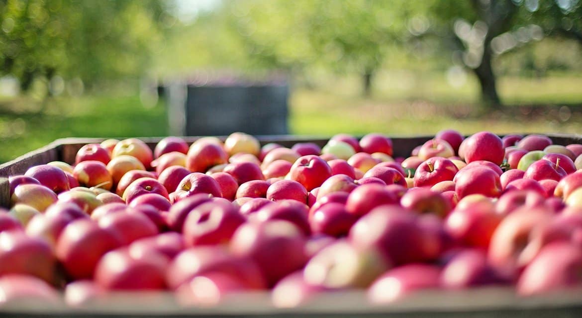 Яблочная ярмарка откроется 19 августа на площади перед храмом в Кубинке