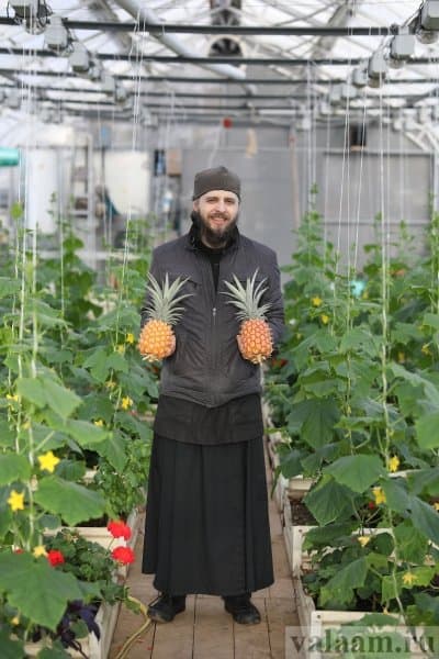 На заснеженном Валааме монахи собрали очередной урожай ананасов