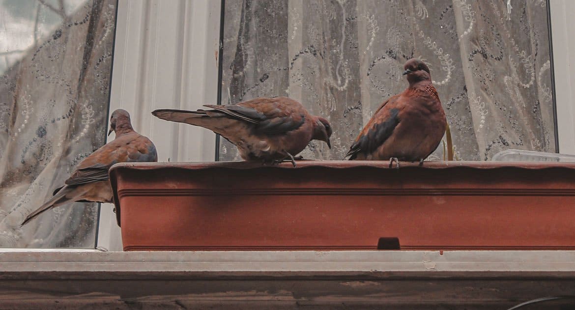 Можно ли на Благовещение кормить птиц из окна?