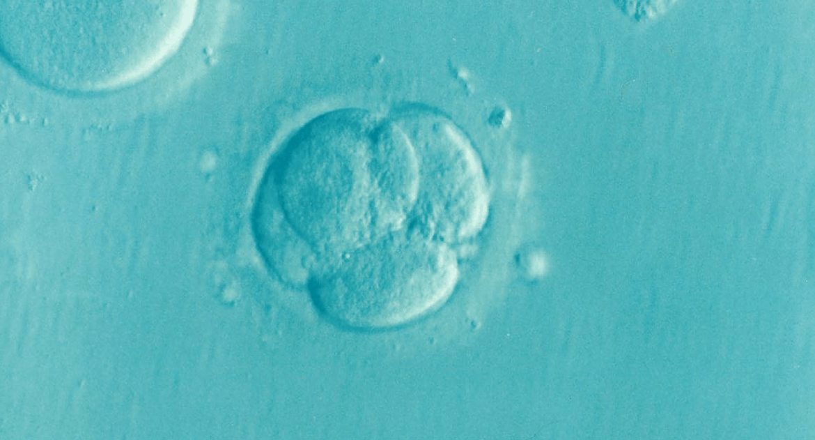 После ЭКО остались эмбрионы. Муж не хочет еще детей. Что делать?