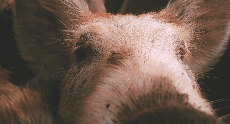 Почему в Ветхом Завете запрещается есть свинину? Что в этом плохого?
