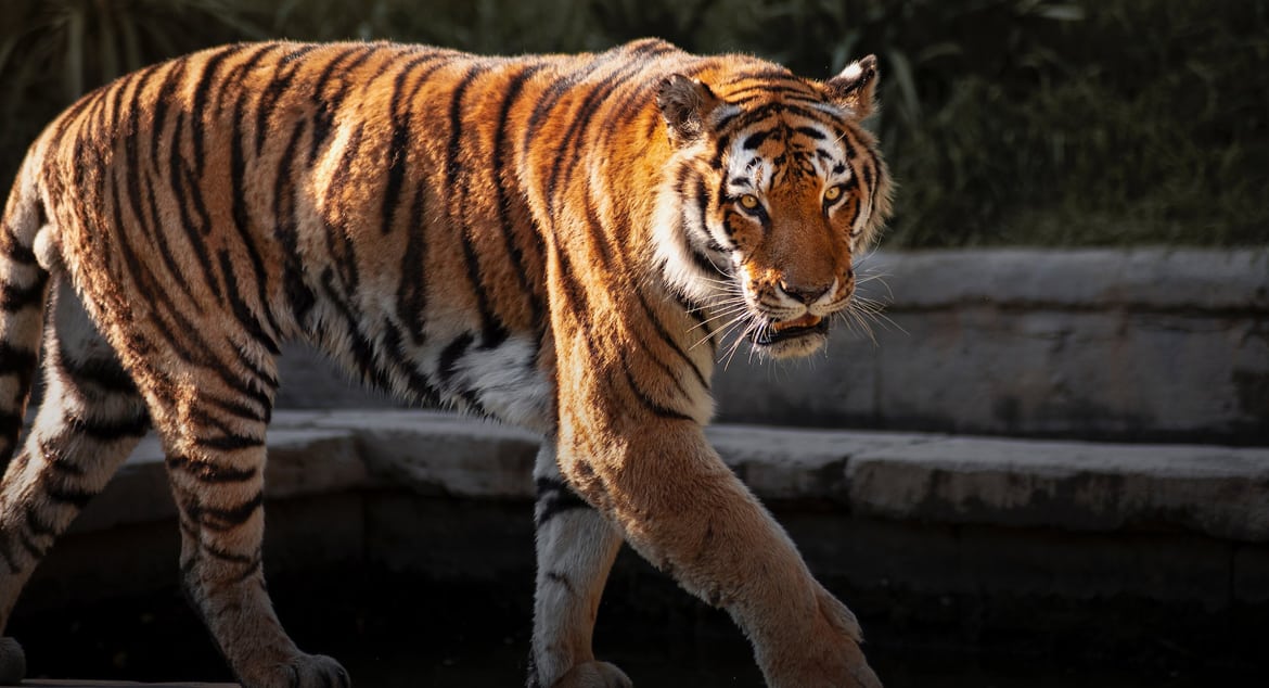 В начальных классах школ Приморья будут изучать тигроведение