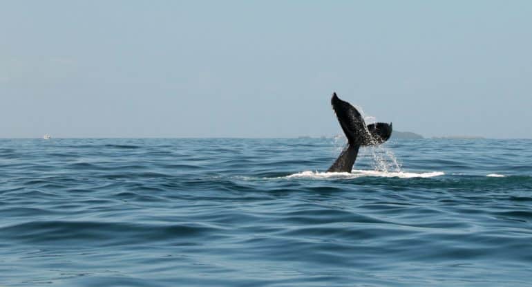 Четыре «кита», которые помогут упорядочить жизнь