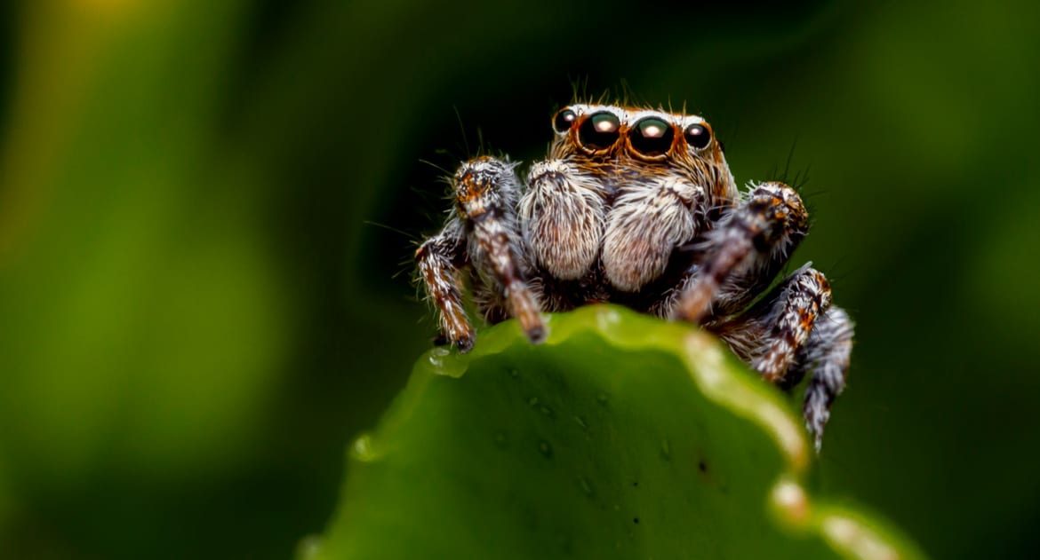 Может ли христианин бояться пауков?