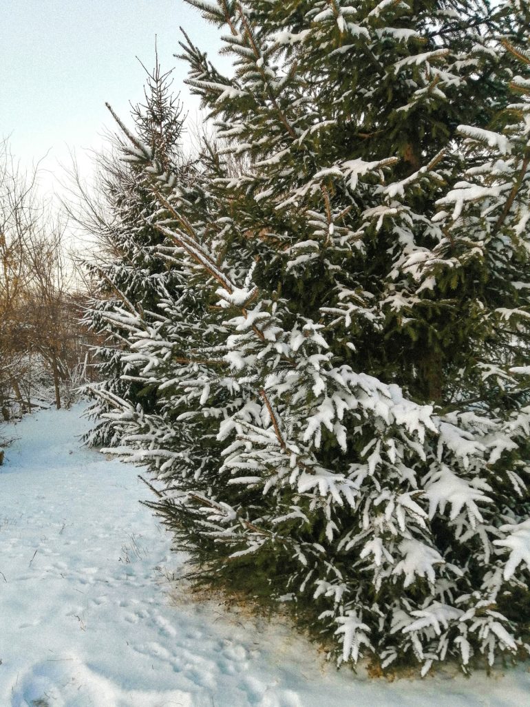 Пикник в зимнем лесу