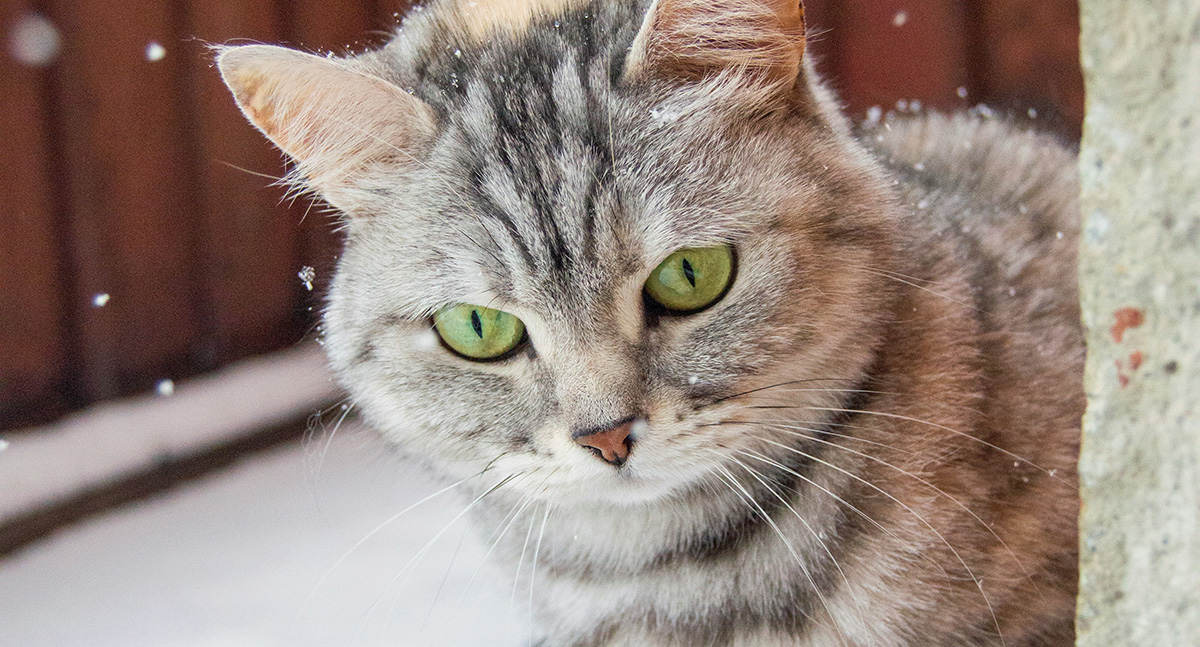 История о том, как кот хозяйку к Богу привел