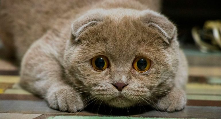 Грех ли побить того, кто жестоко обращается с животным?