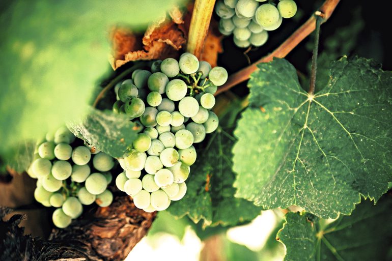 Тамань: от античности до казаков и Лермонтова