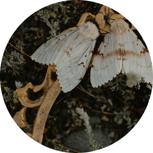 О чем писал святитель Иоанн Златоуст диаконисе Олимпиаде: тот случай, когда стоит прочитать чужие письма