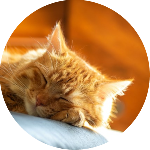 О чем писал святитель Иоанн Златоуст диаконисе Олимпиаде: тот случай, когда стоит прочитать чужие письма