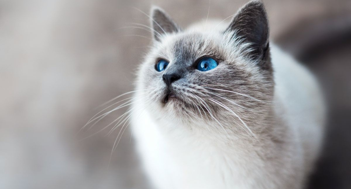 Я инвалид, одна. Как пережить смерть любимой кошки?