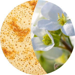 Масленица: что праздновали наши предки? 7 реальных причин веселья