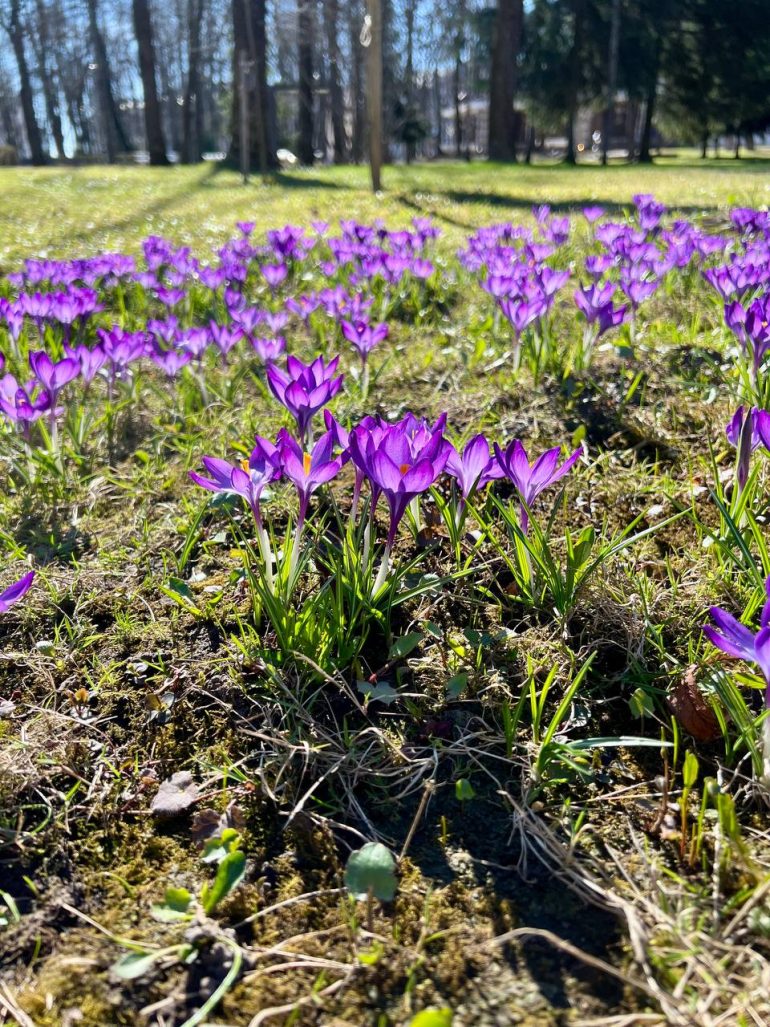 Первоцветы во дворе, подснежники из детства и один вопрос на ночь. Как не пропасть в унынии?