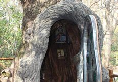 Директор Кутаисского ботанического сада обустроил часовню в вековом дереве